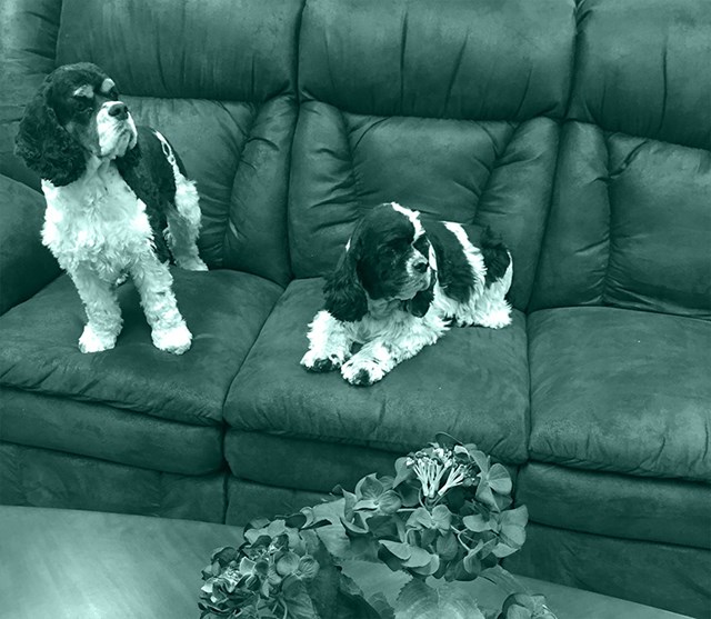 dogs on a couch