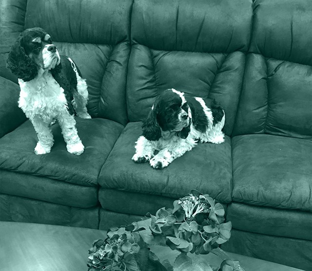 dogs on a couch dogs on a couch